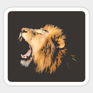 yawning Lion Sticker